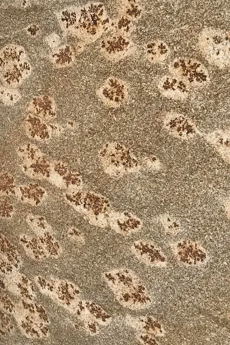 Jaguar skin